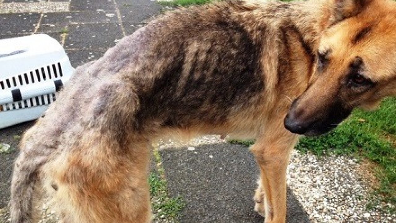 Politie Bonaire pakt vrouw (60) op voor verwaarlozing van meer dan honderd dieren