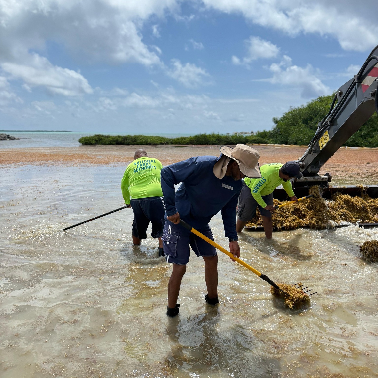 ‘Recordhoeveeld sargassum op Bonaire’
