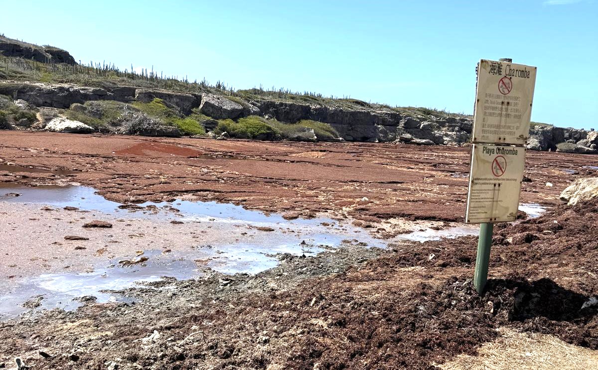 Werkzaamheden gestart om sargassum op te ruimen bij Boka Ascencion