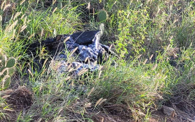 CASHA luidt noodklok over dumpen van afval en dierenleed