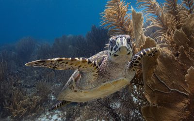 WWF: Structurele financiële steun voor de natuur op BES-eilanden is dringend nodig