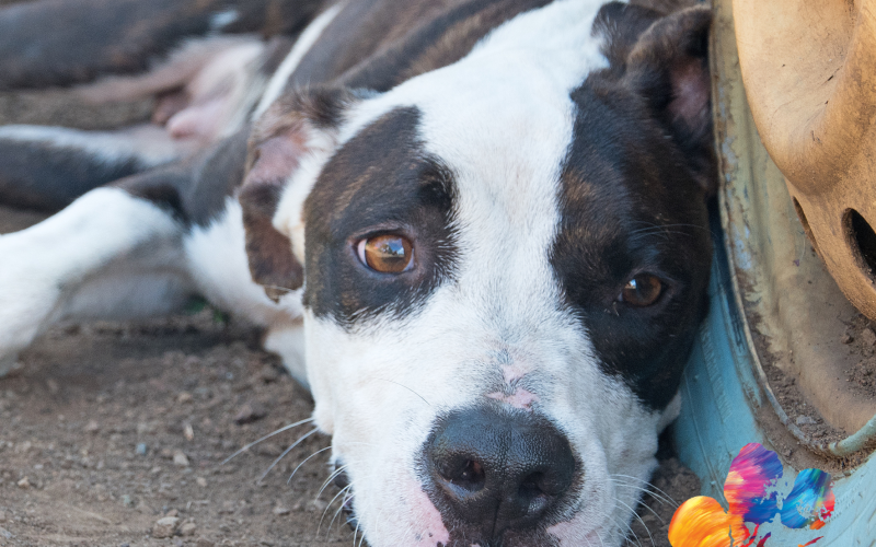 Rescue Paws Curaçao lanceert film over zwerfhonden op Curaçao