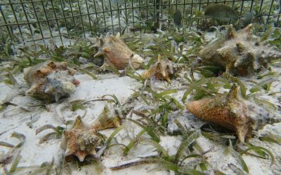 Bonaire: Karkó uitgezet in Lac Bay om soort te redden