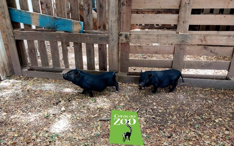 Ministerie GMN: Afgelopen vijf jaar veel tekortkomingen in beheer Curaçao Zoo