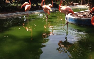 Curaçao Zoo Foundation oneens met beslissing regering om overeenkomst niet te verlengen