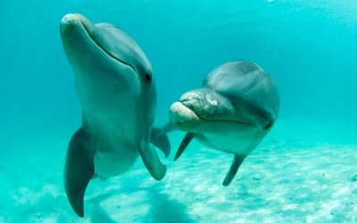 14-Jarige therapiedolfijn overleden bij Curacao Dolphin Therapy & Research Center