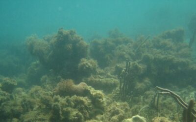Onderzoek UvA: Vervuiling kustwater Curacao door mix van rioolwater en giftige stoffen