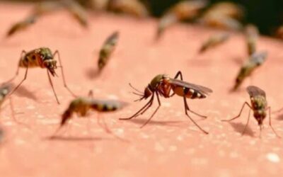 Persoon in Suriname overleden na chikungunya-infectie