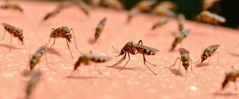 Persoon in Suriname overleden na chikungunya-infectie
