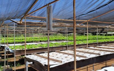 Minister Middelhof roept op tot samenwerking in de landbouwsector