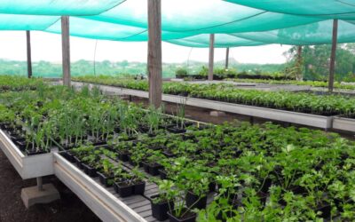 Hof blokkeert ontruiming van Soltuna-huurder