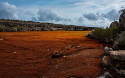 Toename van sargassum leidt tot meerdere reddingsacties van zeeschildpadden
