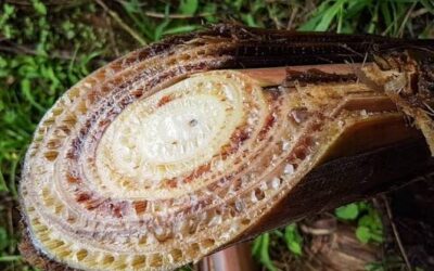 Importverbod op Venezolaanse bananenbomen vanwege schimmel dreiging