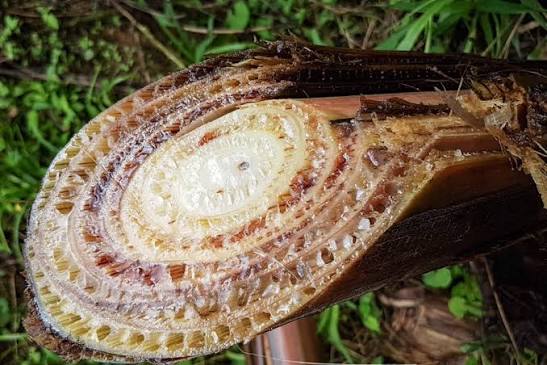 Importverbod op Venezolaanse bananenbomen vanwege schimmel dreiging
