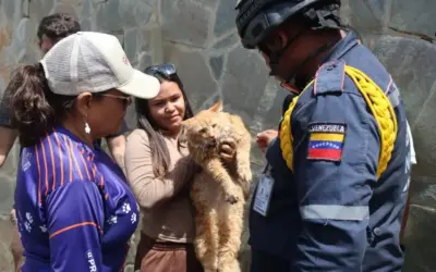Curaçao slaat hulpbrug voor getroffen dieren in Venezuela