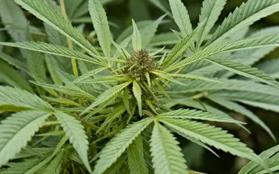 Cannabisgebruik onder 15-jarigen op SXM ruim dubbel zo hoog als in NL