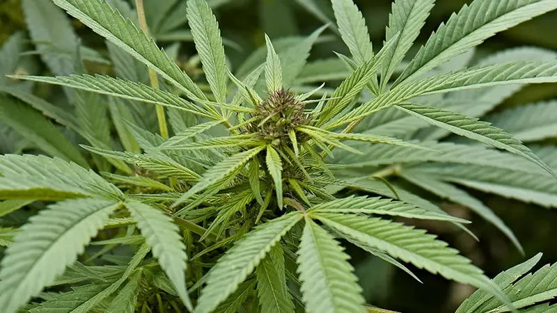 Cannabisgebruik onder 15-jarigen op SXM ruim dubbel zo hoog als in NL