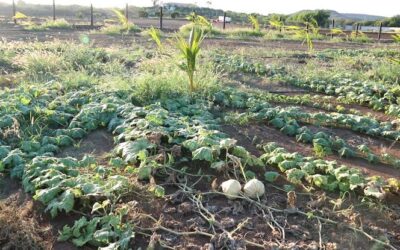 1,4 miljoen gulden aan leningen voor Curaçaose landbouwers en vissers