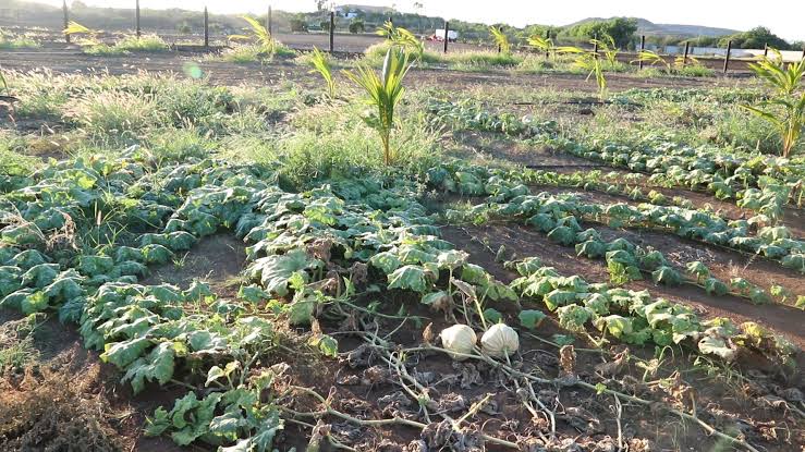 1,4 miljoen gulden aan leningen voor Curaçaose landbouwers en vissers
