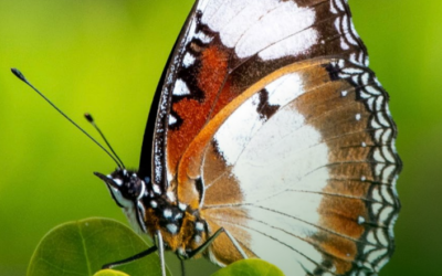 Natuur Dutch Caribbean staat onder grote druk