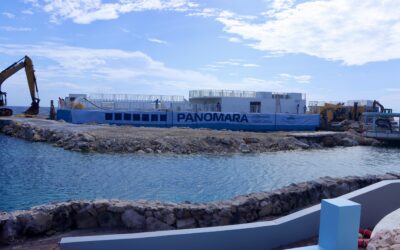 ‘Panomara’ van Sea Aquarium succesvol op het rif geplaatst