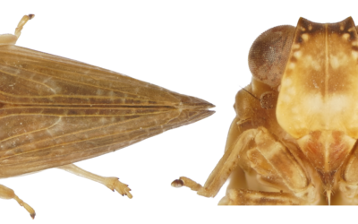 Biologen ontdekken nieuw insectensoort op ABC-eilanden